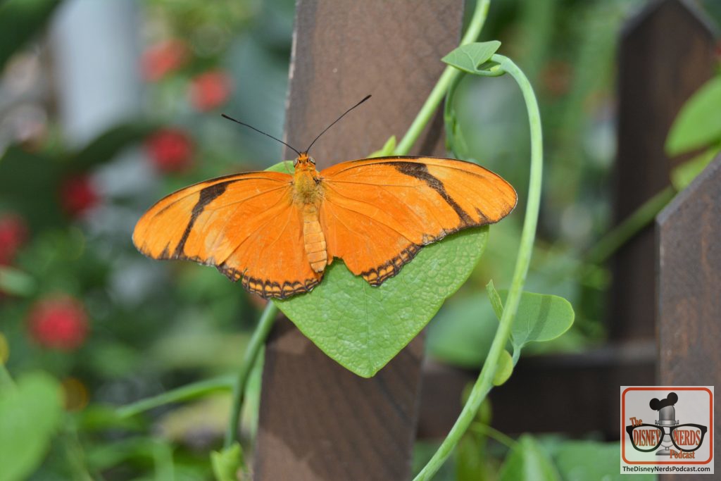 The Disney Nerds Podcast March 11, 2019 Epcot Flower and Garden Photo Report - A quick walk through the butterfly house