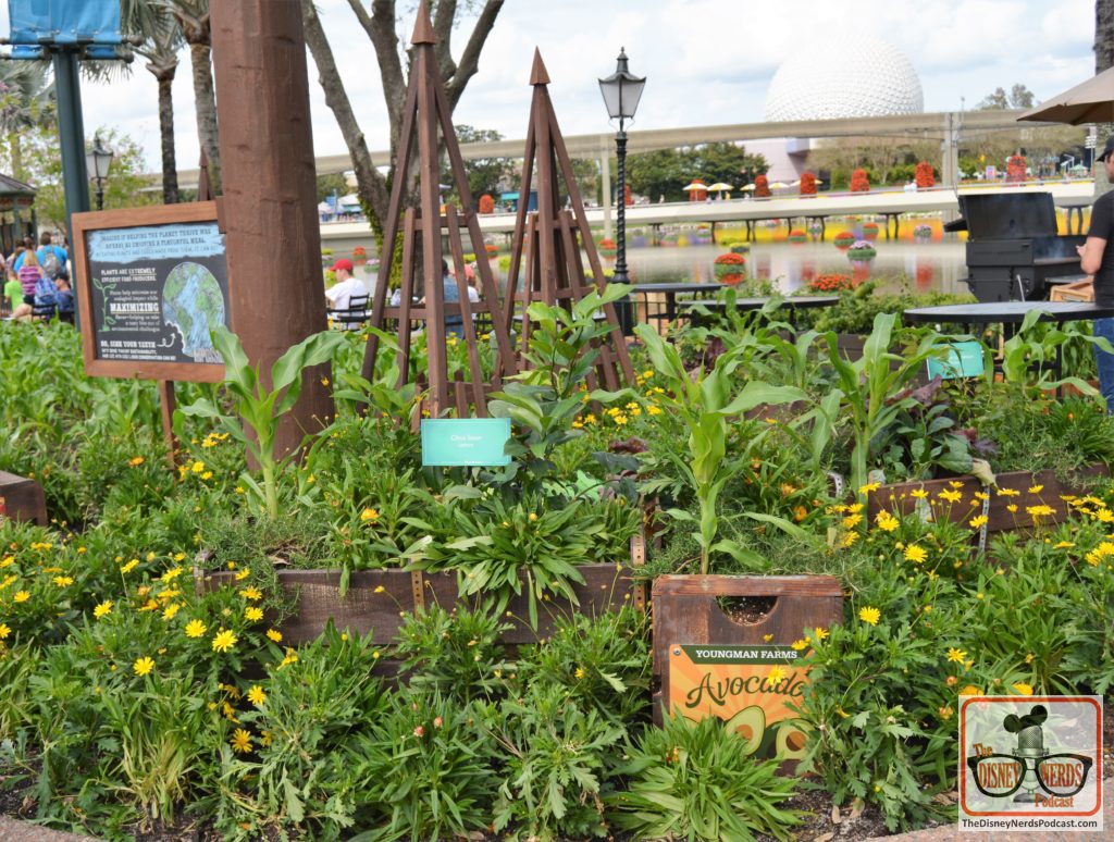 The Disney Nerds Podcast March 11, 2019 Epcot Flower and Garden Photo Report - Garden near on of the Outdoor Kitchens features all of the ingredients used in the kitchen.