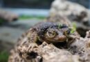 One Giant Leap: Disney Helps Save Rare Toad